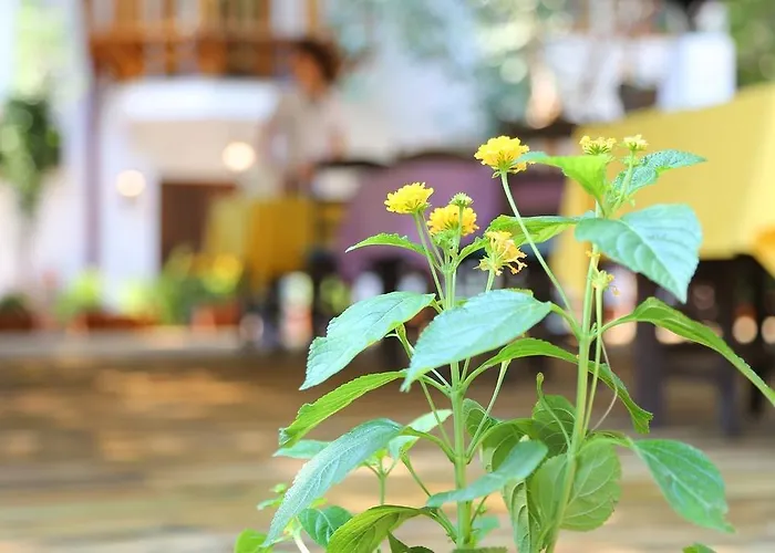 Akyaka Yali Capkini * 아키아카